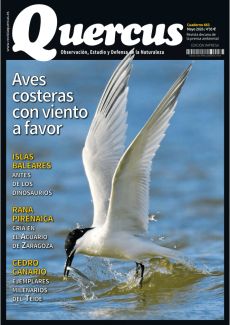 AVES COSTERAS CON VIENTO A FAVOR
